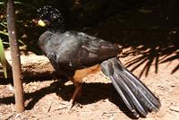 Parque das Aves (3)