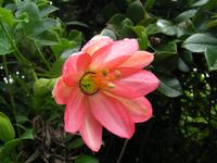 Passiflora Cotopaxi