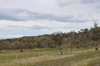 Patagonische Steppe