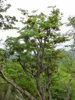 Patagonischer Wald