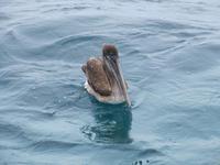 Pelikan