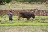 Peru (4)