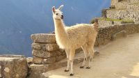Peru - Machu Picchu