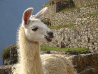 Peru Machu Picchu 