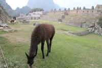 Peru: Machu Pichu