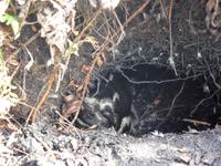 Pinguin Nest