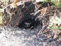 Pinguin Nest