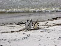 Pinguin Team