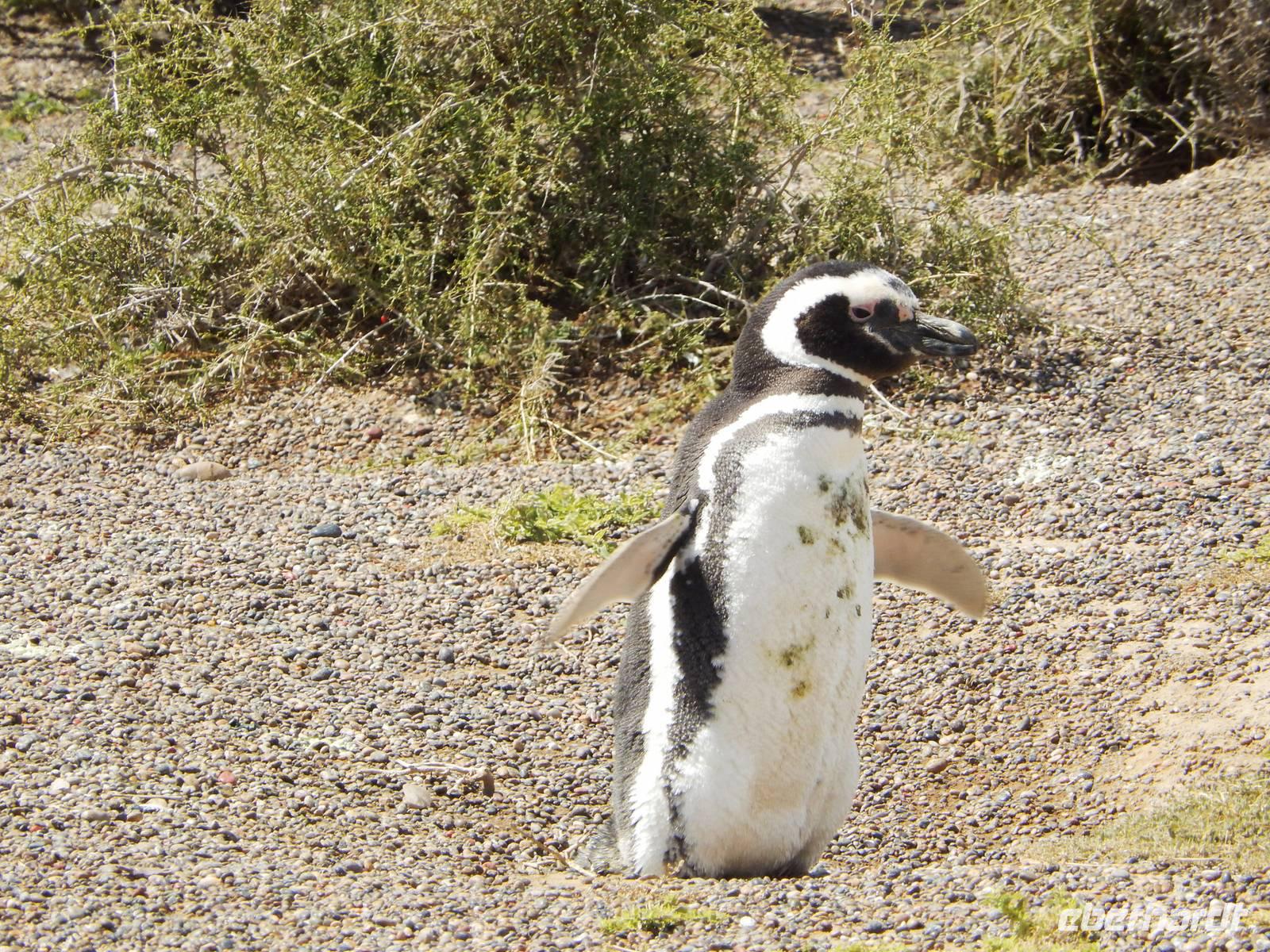 Pinguin