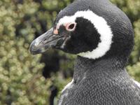 Pinguin