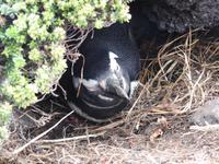 Pinguin