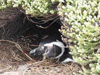 Pinguin