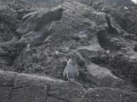 Pinguin