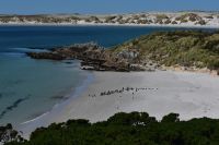 Pinguine Gypsy Cove