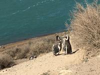 Pinguine