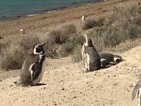 Pinguine