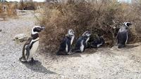Pinguinen - Halbinsel Valdes - Argentinien - Kreuzfahrt Südamerika – Umrundung Kap Hoorn