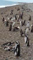 Pinguinen - Halbinsel Valdes - Argentinien - Kreuzfahrt Südamerika – Umrundung Kap Hoorn