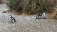 Pinguinen - Halbinsel Valdes - Argentinien - Kreuzfahrt Südamerika – Umrundung Kap Hoorn