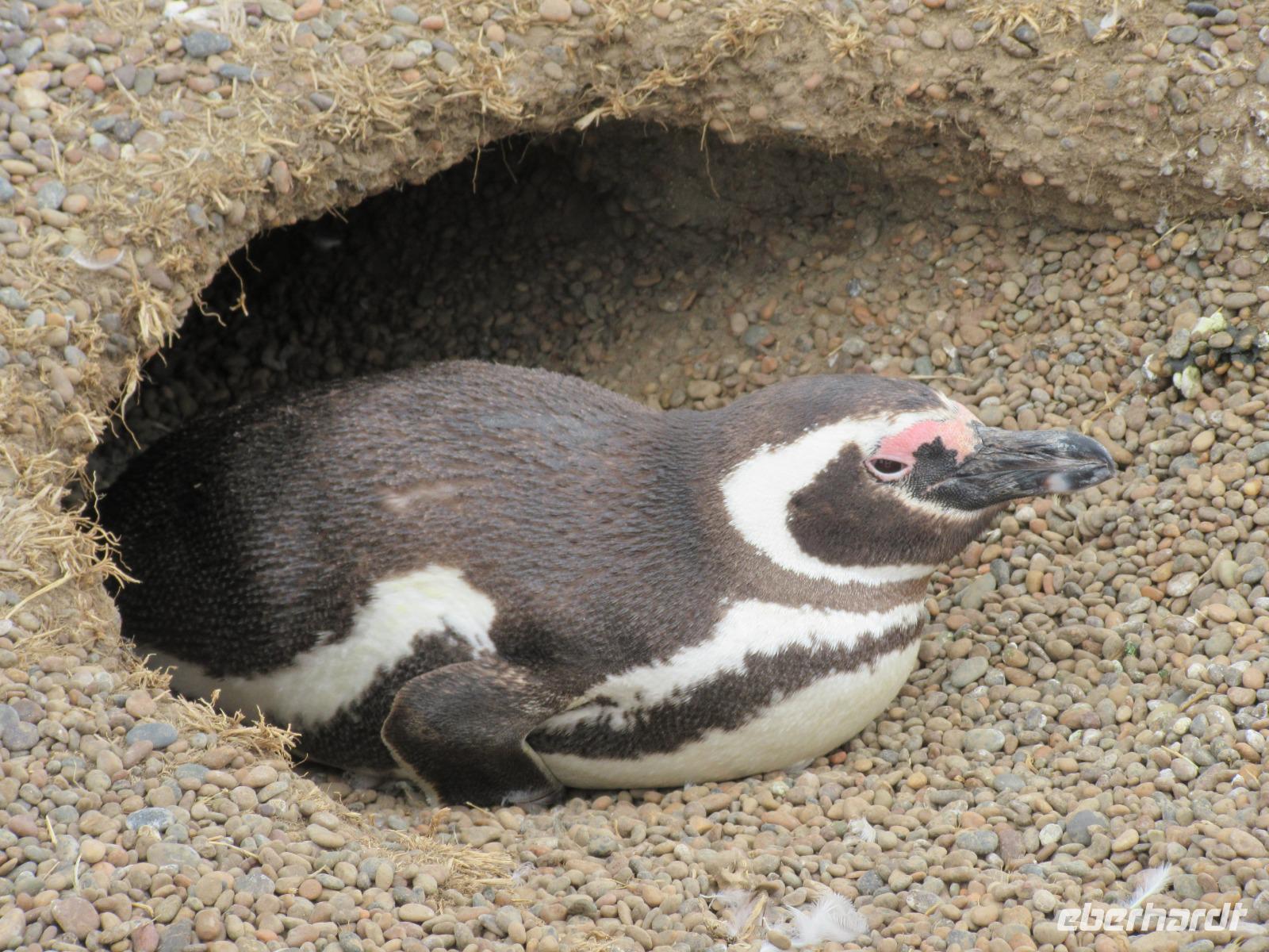 Pinguinkolonie