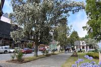 Puerto Varas (3)