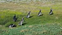 Punta Arenas - Pinguinen - Kreuzfahrt Südamerika – Umrundung Kap Hoorn