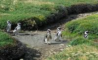Punta Arenas - Pinguinen - Kreuzfahrt Südamerika – Umrundung Kap Hoorn