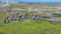 Punta Arenas - Pinguinen - Kreuzfahrt Südamerika – Umrundung Kap Hoorn