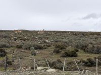 Punta Arenas 