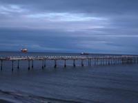 Punta Arenas Kormorane