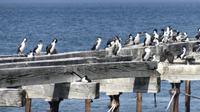 Punta Arenas