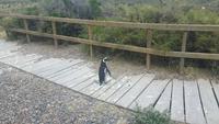 Punta Tombo (Beobachtung der Magellan-Pinguine)