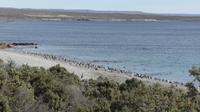 Punta Tombo, Magellanpinguine