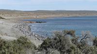 Punta Tombo, Magellanpinguine