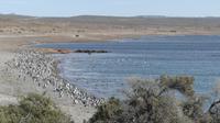 Punta Tombo, Magellanpinguine