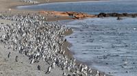 Punta Tombo, Magellanpinguine