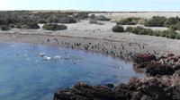Punta Tombo, Magellanpinguine