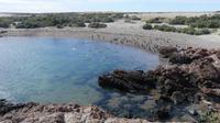 Punta Tombo, Magellanpinguine