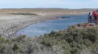 Punta Tombo, Magellanpinguine