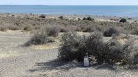 Punta Tombo