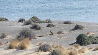 Punta Tombo