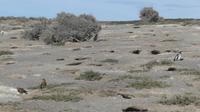 Punta Tombo