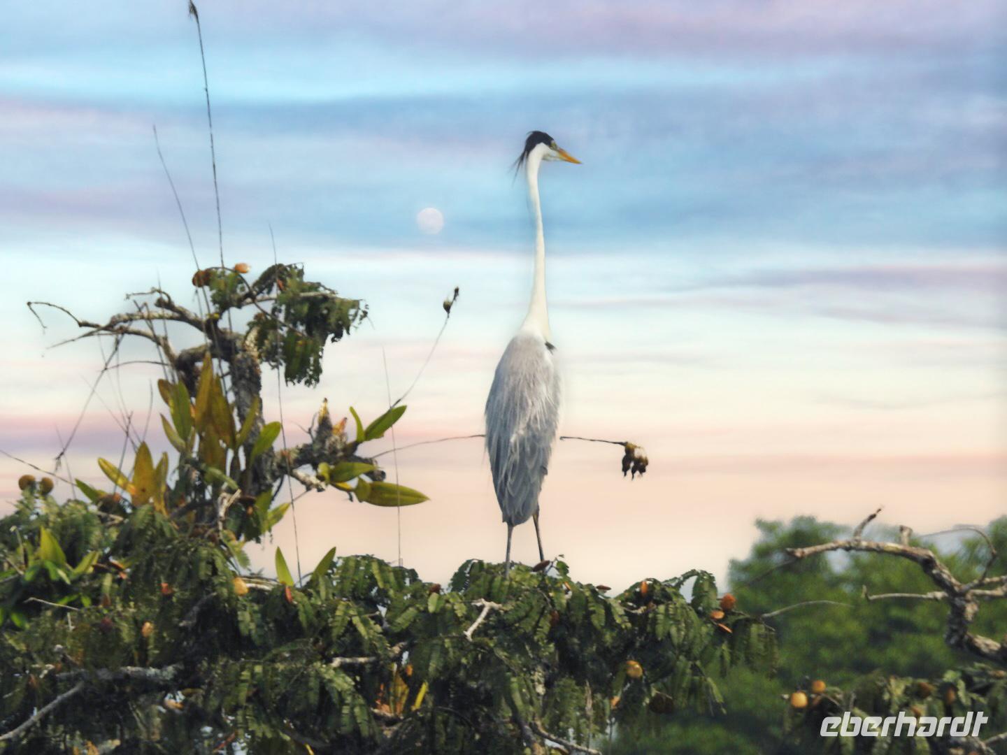 Regenwald - Ecuador