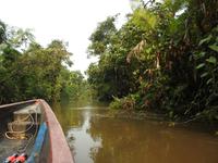 Regenwald - Ecuador