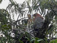Regenwald - Ecuador