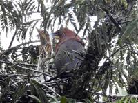 Regenwald - Ecuador