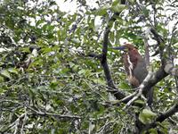 Regenwald - Ecuador