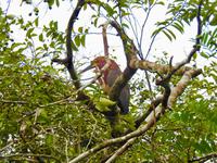 Regenwald - Ecuador