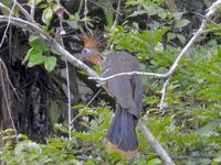 Regenwald - Ecuador