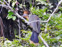 Regenwald - Ecuador